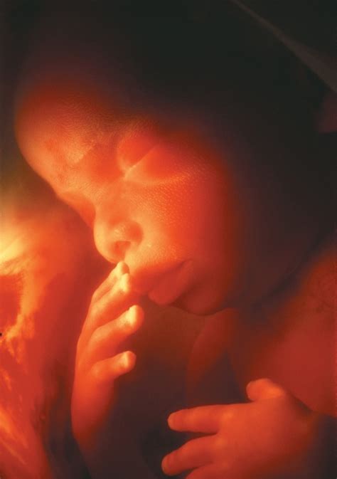 高清3D图解胎儿在妈妈体内的发育过程_百度宝宝知道