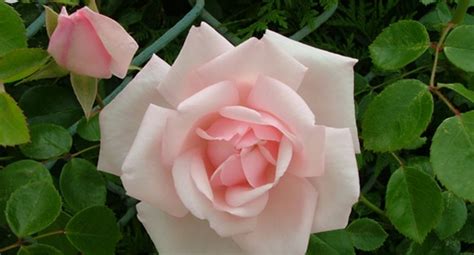 玫瑰花植物,玫瑰花植物观察记录,玫瑰花植物图片整株_大山谷图库