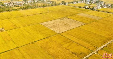 湖南湘潭县推进8万亩高标准农田建设 备战来年粮食丰收 - 华声在线