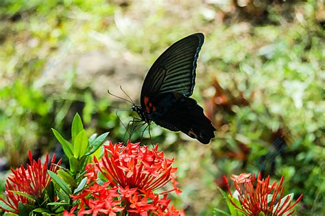 花朵上黑色蝴蝶高清图片下载-找素材