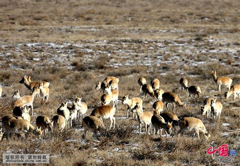 大批野生黄羊现身中蒙边境[组图]_图片中国_中国网