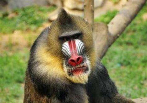 盘点世界上十大最珍稀猴子 中国金丝猴最漂亮_巴拉排行榜