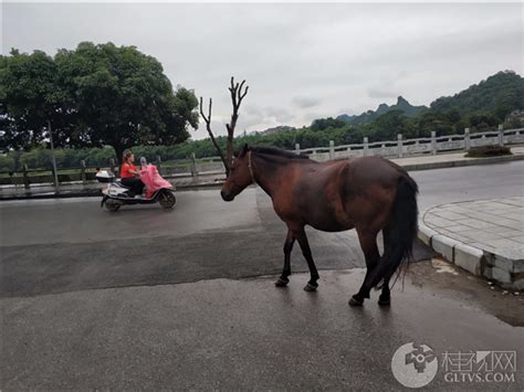 谁的马儿跑丢了,桂视网,桂林视频新闻门户网站