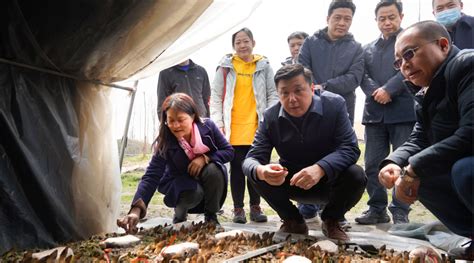 随县香菇亮相第三届中国食用菌产业博览会-随县人民政府门户网站