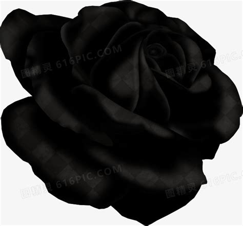 黑色玫瑰图片免费下载_PNG素材_编号vj9iy029m_图精灵