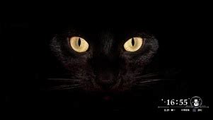 黑猫大少爷(游戏动态壁纸) - 动态壁纸下载 - 元气壁纸