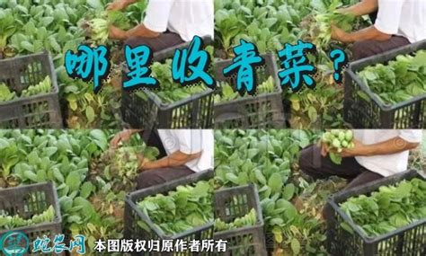 批发青菜种子上海青 黄金大白菜种子 四季播种 蔬菜种子 上海青-阿里巴巴