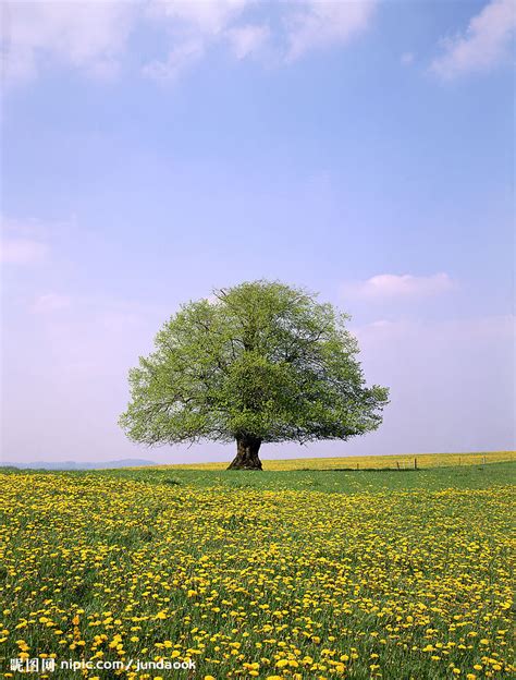 成长的树图片素材-正版创意图片500659741-摄图网