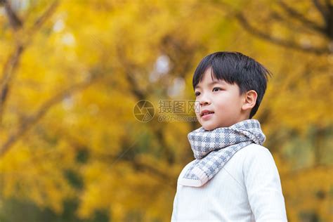 秋季银杏树下小男孩金色童年高清图片下载-正版图片501703319-摄图网