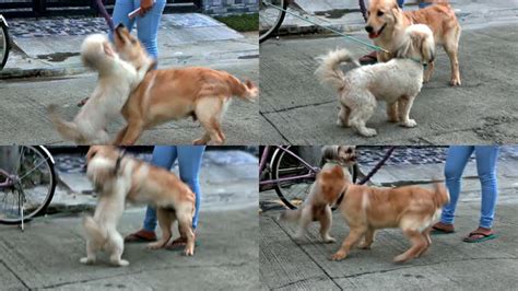 两只可爱的狗在路边打架视频素材,其它视频素材下载,高清3840X2160视频素材下载,凌点视频素材网,编号:724714