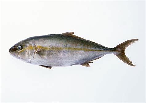 海钓中常见的鲷类鱼