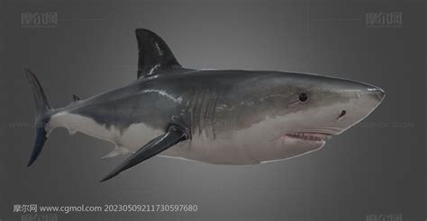 次世代大白鲨 巨型海洋生物 食人鲨_鱼类动物模型下载-摩尔网CGMOL