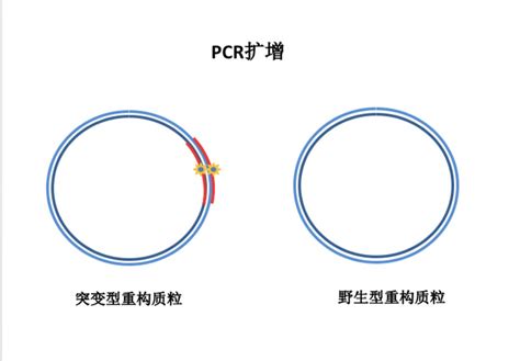 PCR技术为什么可以轻松进行定点突变？ - 知乎