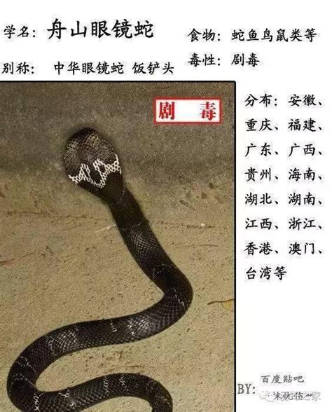 中国蛇类图鉴-蛇咬伤识蛇宝典_游蛇