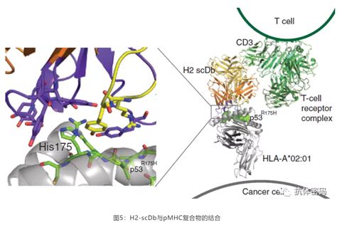 TCRm抗体---治疗性抗体的下一个战场？_北京华大蛋白质研发中心有限公司