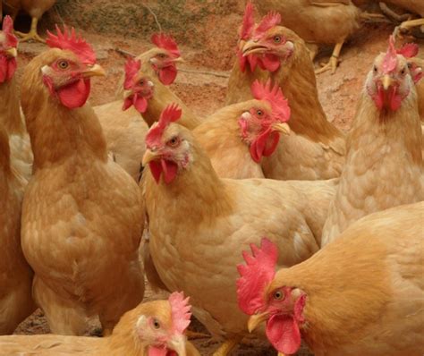 海南椰子鸡汤文昌鸡农家散养小母鸡新鲜鸡肉土鸡2斤以上顺丰包邮_慢享网