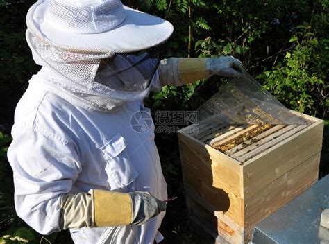 养蜂员与蜜蜂一起高清图片下载-正版图片506090021-摄图网