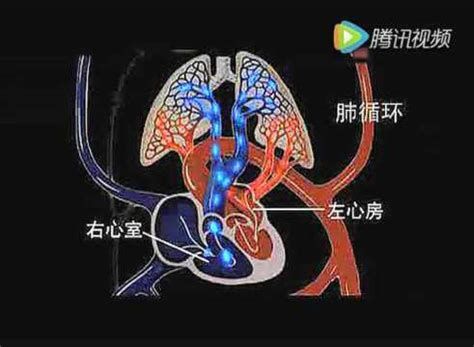 4.1 心脏的泵血功能下载 - 重庆大学出版社教学资源库管理平台