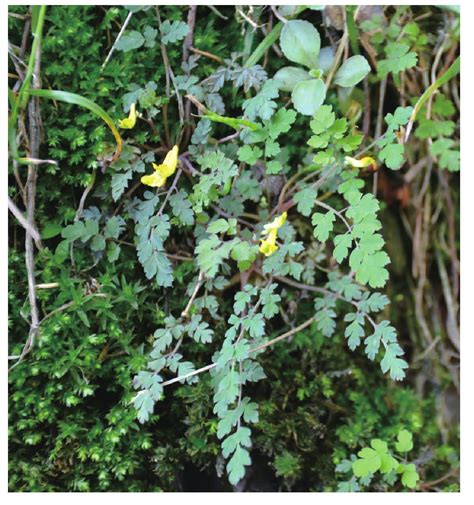 小花黄堇-神农架植物-图片