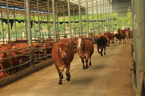 贵州出台《贵州肉牛产业“六个重点”实施方案》，让贵州牛“牛气冲天” - 当代先锋网 - 要闻