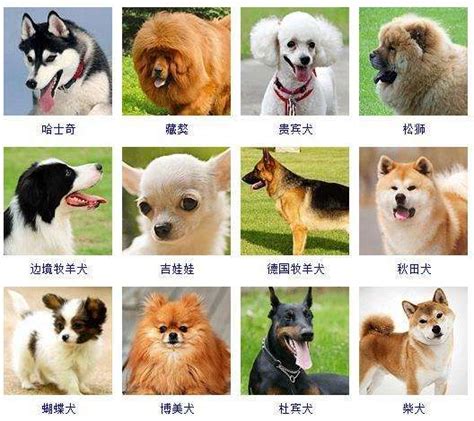 名犬图片壁纸,名犬图片大全,72种名犬图片排名_大山谷图库