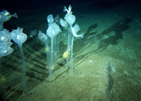 海天使，名称如此圣洁的深海浮游动物，实际却是身长3厘米的魔鬼