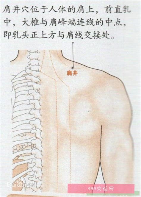 肩周穴位图图片