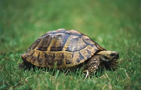 乌龟英语怎么读tortoise - 战马教育