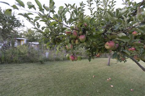 梨树和苹果树的区别 - 花百科