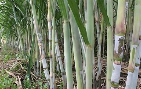 广东甘蔗什么时候种植，甘蔗什么时候种植 - 农业种植网