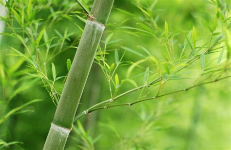 中国十大名贵竹子图片-园林杂谈-长景园林网