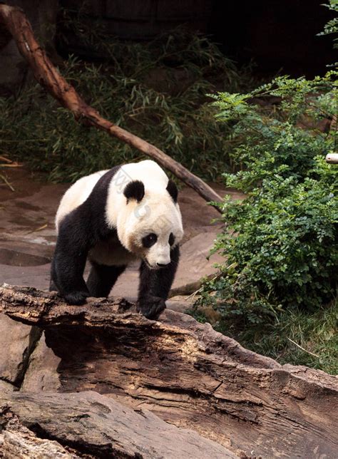 大熊猫大熊猫个月-包图企业站