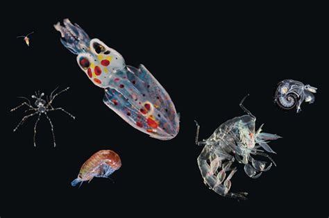 显微镜,淡水,水生动植物,浮游生物,在下面,风景,浮游植物,挠足虫,甲壳动物,泥炭,摄影素材,汇图网www.huitu.com