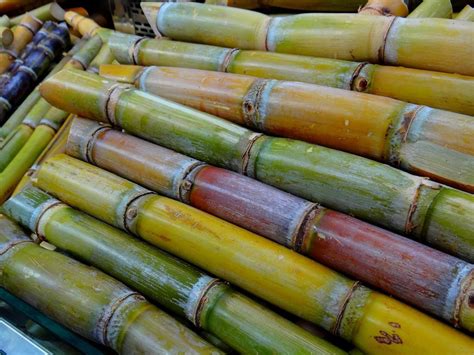 广西糖业集团抢抓甘蔗生产 全力实现一季度“开门红”-广西糖资源绿色加工重点实验室