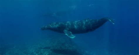 Hey，你听过世界上最孤独的鲸鱼吗？|赫兹_新浪新闻