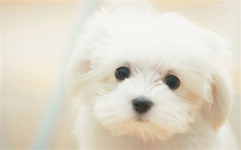 【1440x900】可爱小白狗桌面图片 - 彼岸桌面
