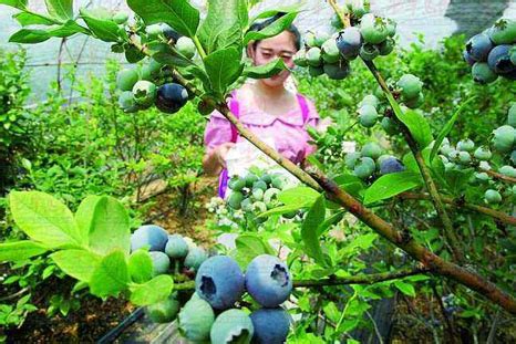 蓝莓采摘 - 杭州平坡谷农庄有限公司-蓝莓果汁饮料、蓝莓果酱、蓝莓苗
