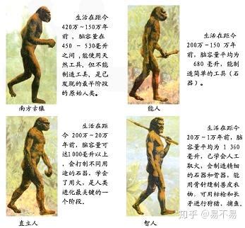 人类进化史动态图图片