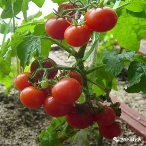 未成熟西红柿蔬菜jpg图片免费下载_编号z6gh8jngv_图精灵