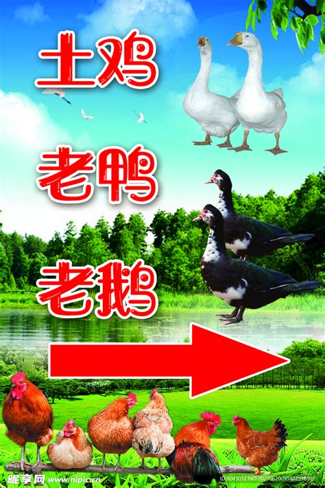 出售鸡鸭鹅设计图__广告设计_广告设计_设计图库_昵图网nipic.com