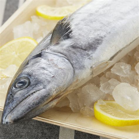 舟山海鲜 大马鲛鱼冷冻海鲜冷冻食品半成品 量大从优现货厂家直供-阿里巴巴