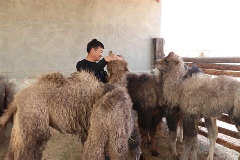 内蒙古苏尼特右旗全力打造骆驼养殖产业带 —— 新华网内蒙古频道