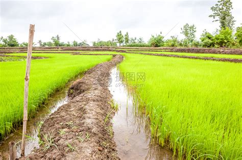 田里种植稻种大米需要站在水中才能生长高清图片下载-正版图片507205675-摄图网