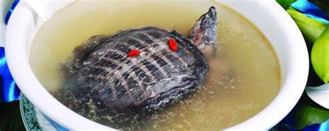 甲鱼汤怎么做好喝又营养，只需4步即可做出味道鲜美的甲鱼汤-趣农笔记