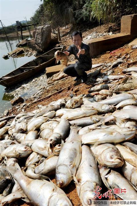 江西德兴：鱼塘遭投毒 近4万斤鱼死于“非命”_海口网