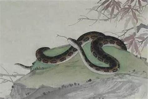 属蛇的名字，18种有关蛇的种类-八字-荣耀易学