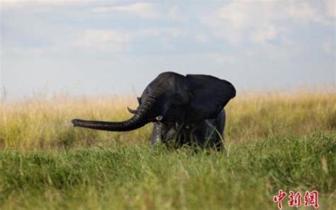 实拍南非大象发疯攻击轿车如碾蚂蚁（图）【3】--国际--人民网