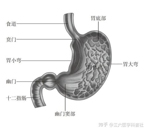 胃窦的位置图片
