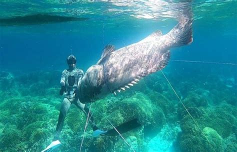布敦县渔民捕获143公斤重巨型石斑鱼 - 国际日报