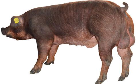 天邦食品2023年4月商品猪销售收入环比下降16.41%|界面新闻